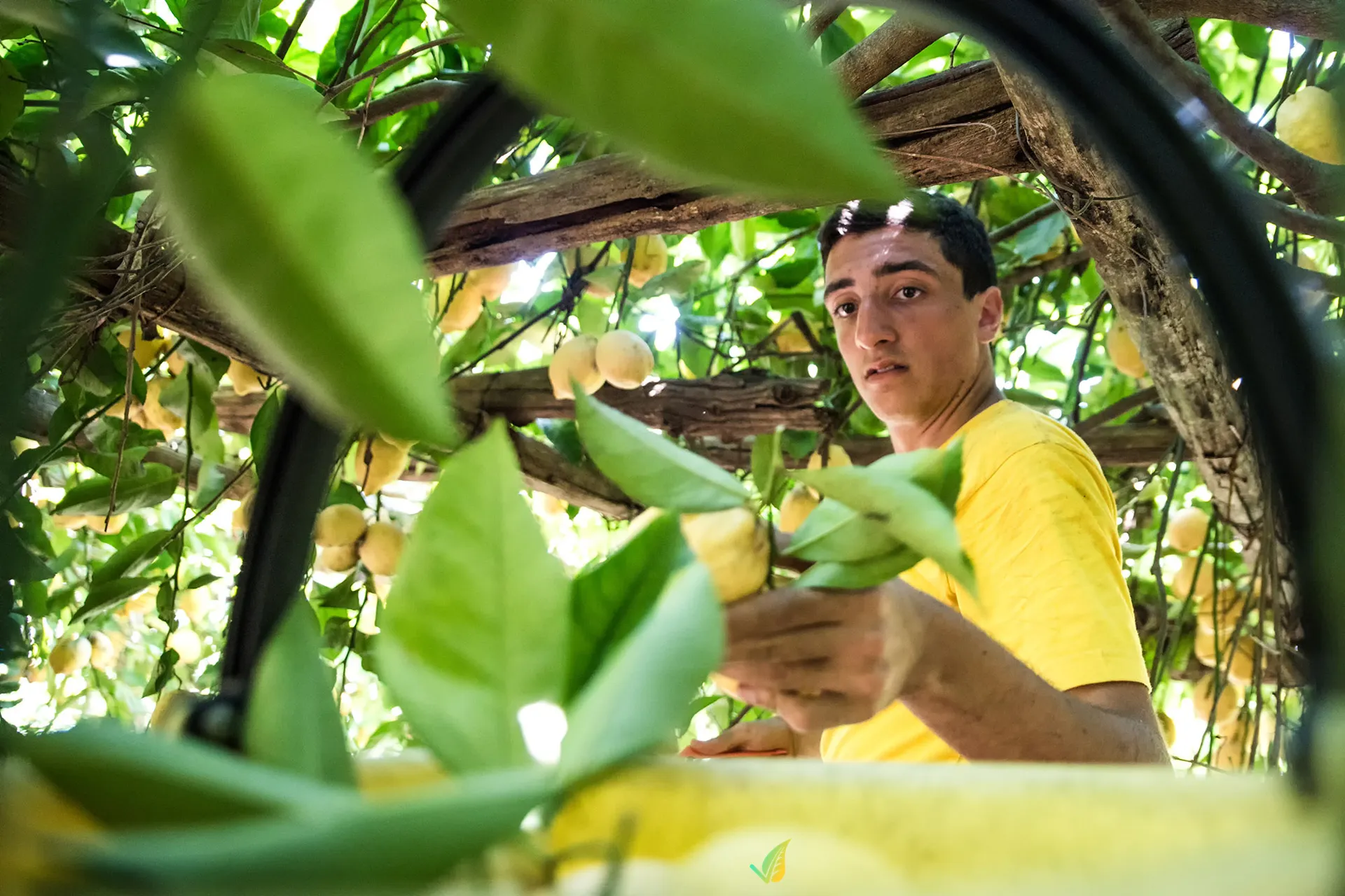 Limoncello Amalfitano - immagine 6