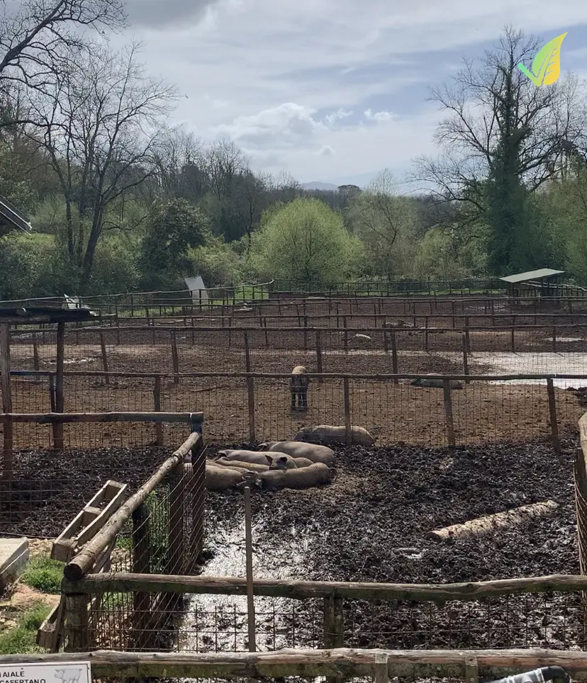 Lardo di Maiale Nero Casertano Biologico 1Kg - immagine 7