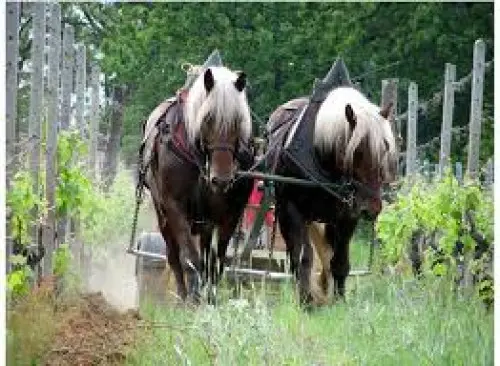 Cuvée Monferrato DOC Biodinamico 2023 750ml - immagine 5