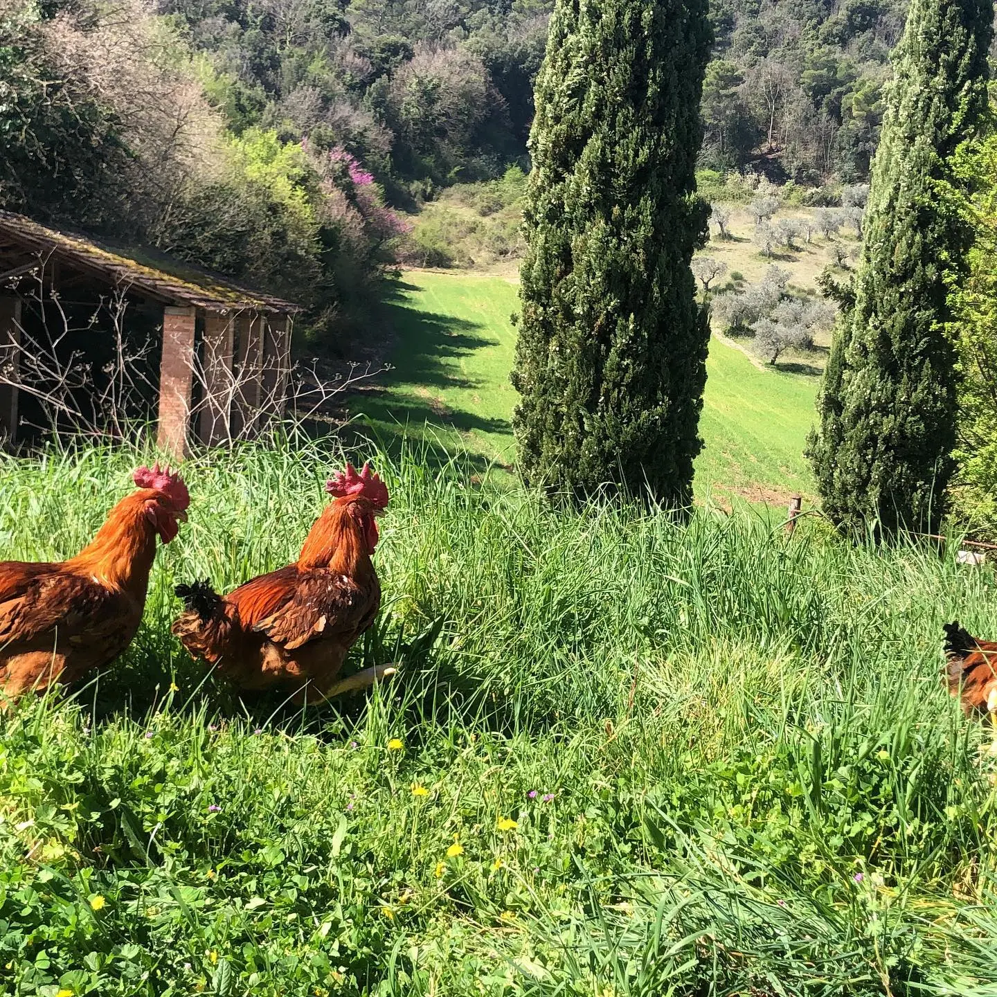 Petto di Pollo Ruspante 600g - immagine 4