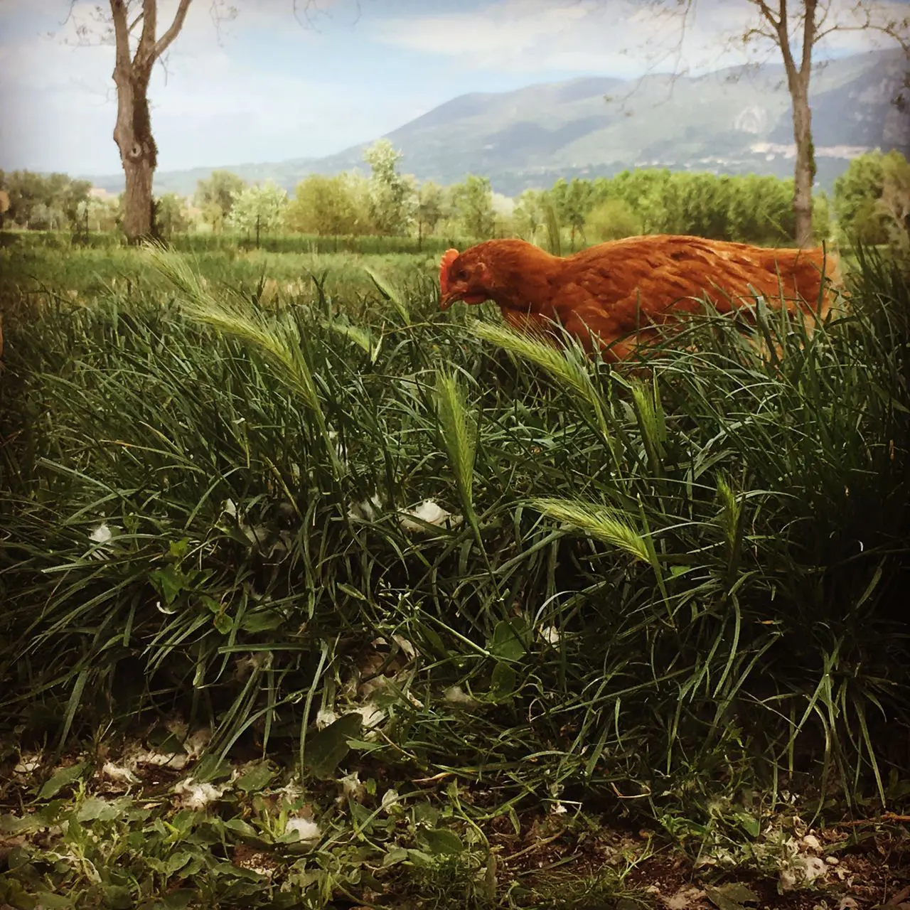 Petto di Pollo Ruspante 600g - immagine 3